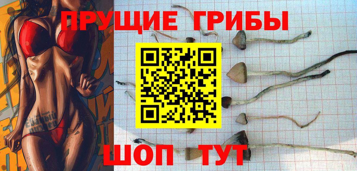 Галлюциногенные грибы Psilocybe  Вход с VPN  Ахтубинск 
